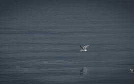 Rainbow to valdez-53