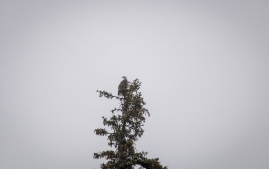 Rainbow to valdez-58