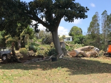 RubberTree-15