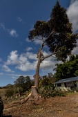 RubberTree-26