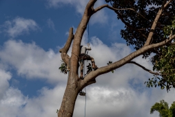 RubberTree-27