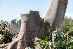 RubberTree-28