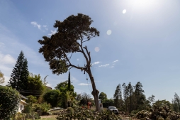 RubberTree-29