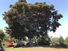 RubberTree-4