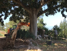 RubberTree-6