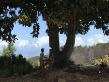 RubberTree-9