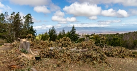 RubberTree-CLEANUP-3