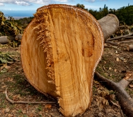 RubberTree-CLEANUP-4