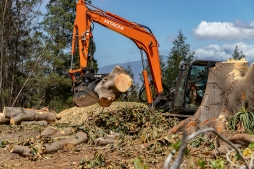 RubberTree-CLEANUP-6