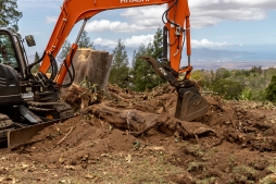 RubberTree-CLEANUP-8