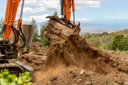 RubberTree-CLEANUP-9