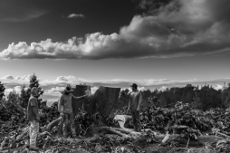 RubberTree-nat-geo-1