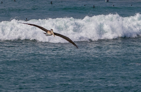 PELICANS-AT-ELEPHANT-SEAL-BEACH-10