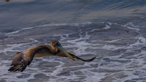 PELICANS-AT-ELEPHANT-SEAL-BEACH-11