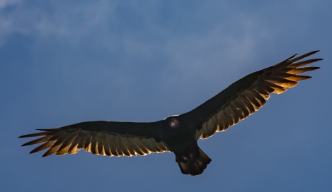 PELICANS-AT-ELEPHANT-SEAL-BEACH-12