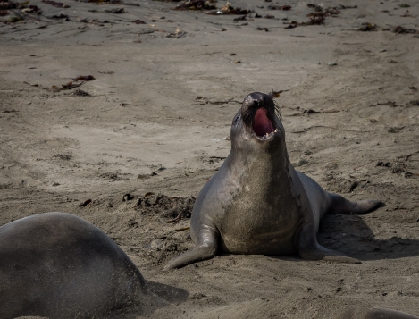 PELICANS-AT-ELEPHANT-SEAL-BEACH-2
