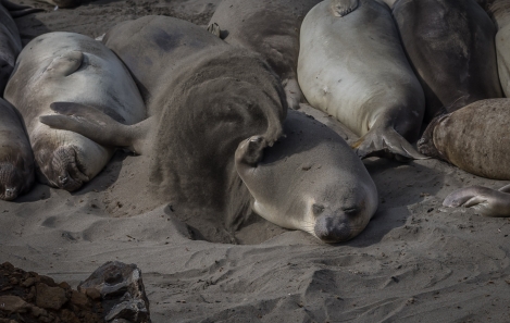 PELICANS-AT-ELEPHANT-SEAL-BEACH-3