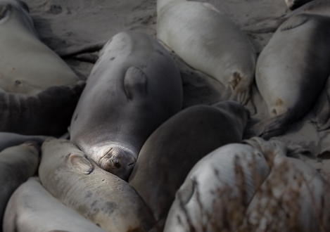 PELICANS-AT-ELEPHANT-SEAL-BEACH-4