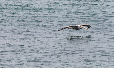 PELICANS-AT-ELEPHANT-SEAL-BEACH-5