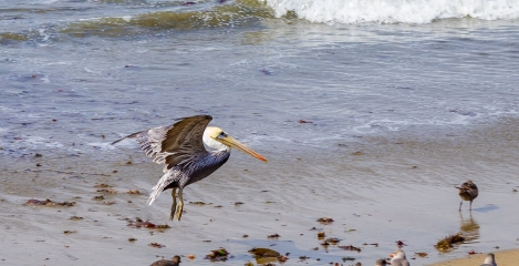 PELICANS-AT-ELEPHANT-SEAL-BEACH-6