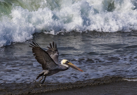 PELICANS-AT-ELEPHANT-SEAL-BEACH-7