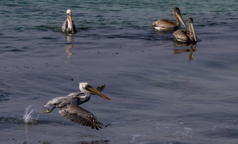 PELICANS-AT-ELEPHANT-SEAL-BEACH-8