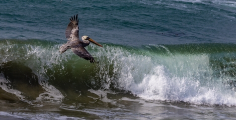 seal-n-pelicans