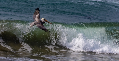 PELICANS-AT-ELEPHANT-SEAL-BEACH-9