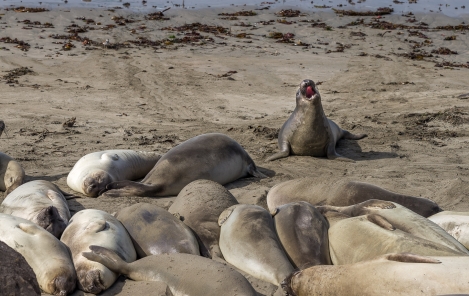 PELICANS-AT-ELEPHANT-SEAL-BEACH