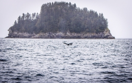 Seward-Fjords-34