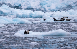 Seward-Fjords-71
