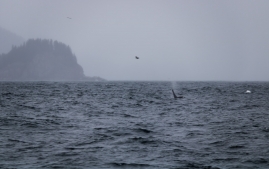 Seward-Fjords-83