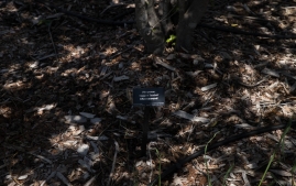 UC Santa Cruz Arbo-10