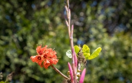 UC Santa Cruz Arbo-13