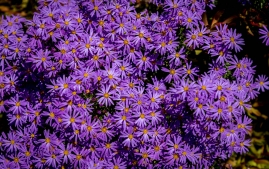 UC Santa Cruz Arbo-15