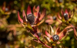 UC Santa Cruz Arbo-16