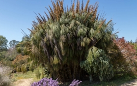 UC Santa Cruz Arbo-17