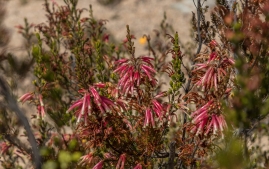 UC Santa Cruz Arbo-18