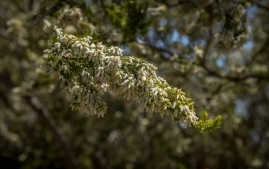 UC Santa Cruz Arbo-19