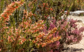 UC Santa Cruz Arbo-20