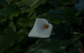 UC Santa Cruz Arbo-3