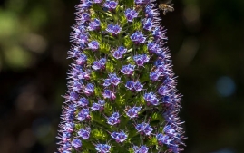 UC Santa Cruz Arbo-5