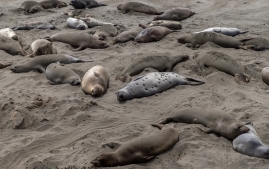 Elephant-seals-2