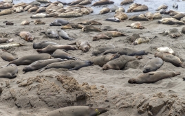 Elephant-seals-3