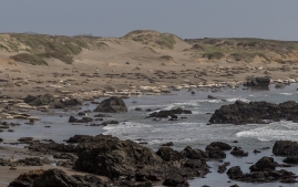 Elephant-seals-4