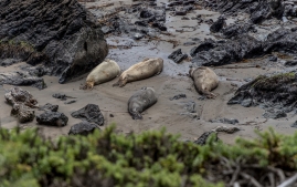 Elephant-seals