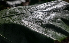 Nahiku-Hana-Kenai-10