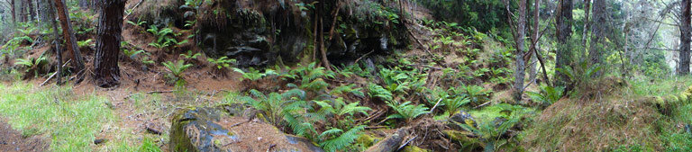 A Soggy Walk in Waikamoi