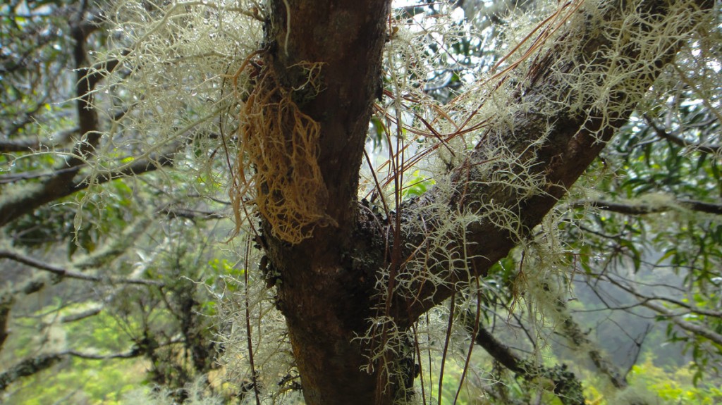Lichens Lichens everywhere