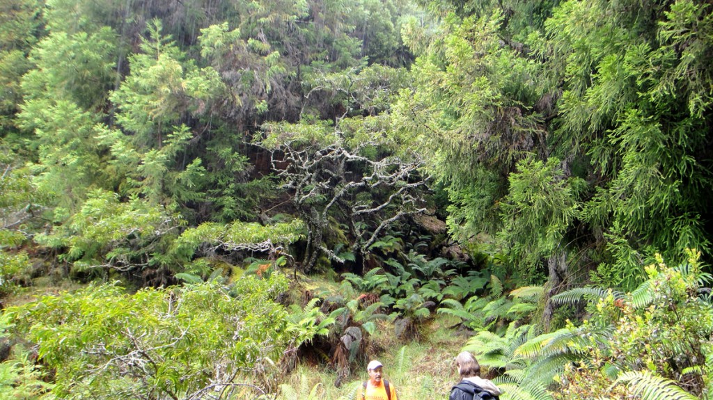 A walk in Waikamoi in the rain